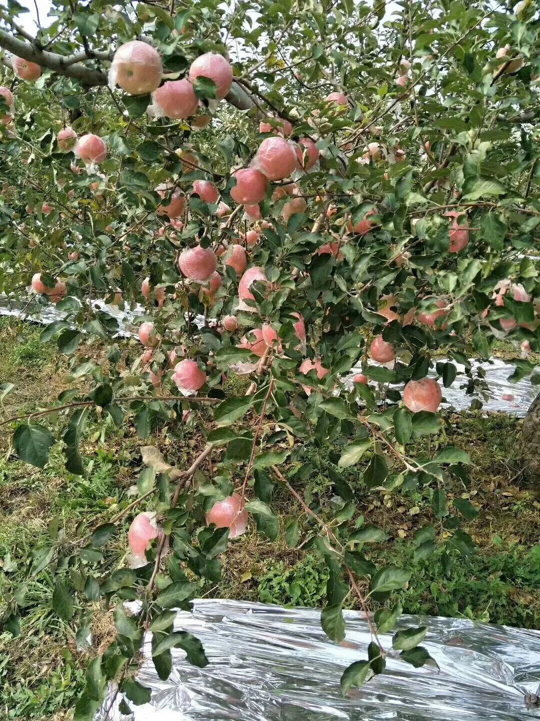 果园里长满苹果的树枝，地面铺着反光膜