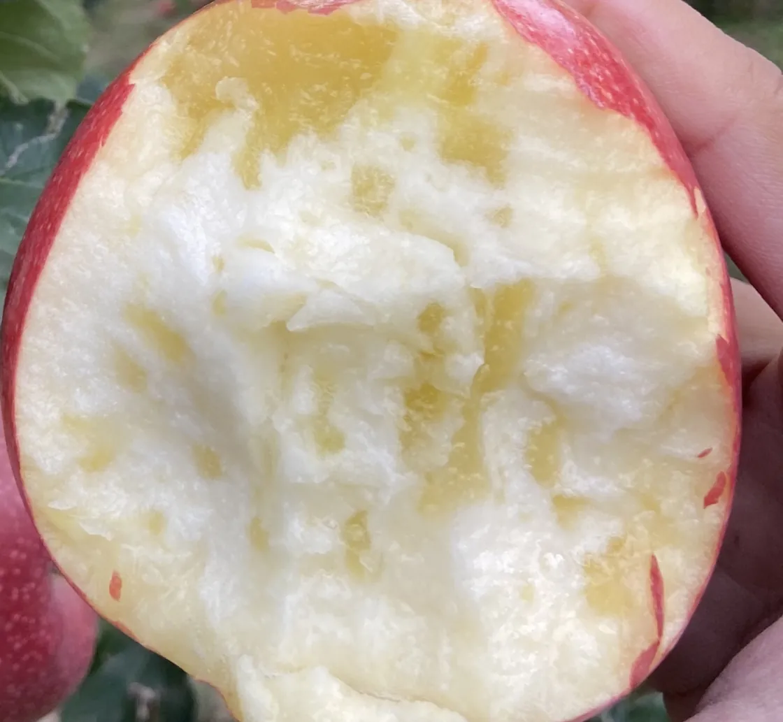 红皮苹果果肉中的金黄透亮纹理